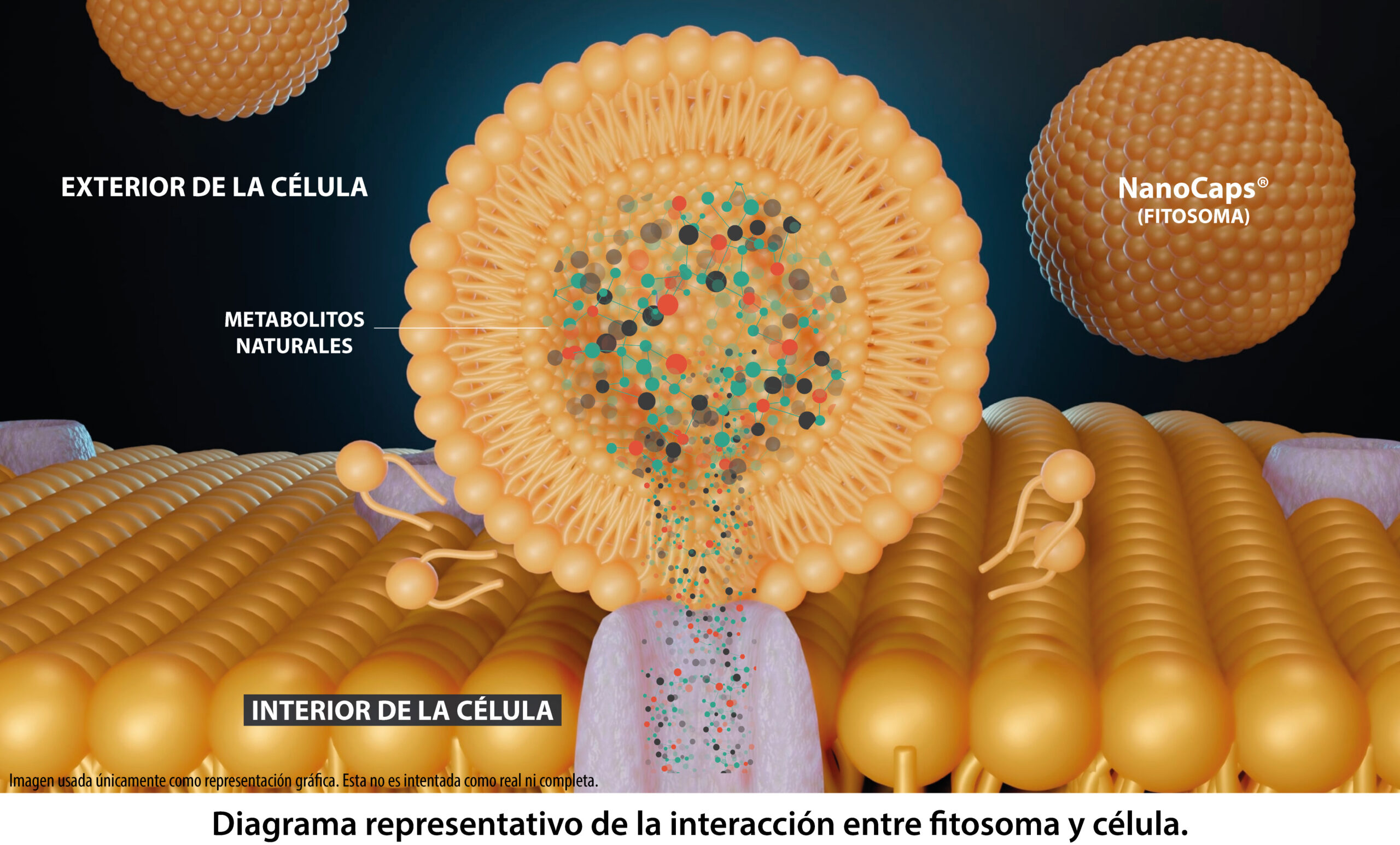 Representación NanoCaps3